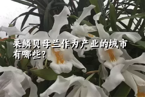 栗鳞贝母兰作为产业的城市有哪些？