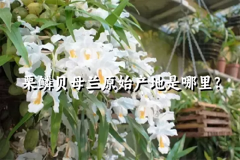 栗鳞贝母兰原始产地是哪里？