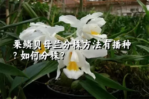 栗鳞贝母兰分株方法有播种？如何分株？