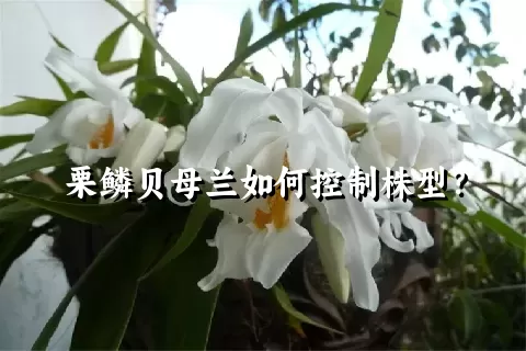 栗鳞贝母兰如何控制株型？