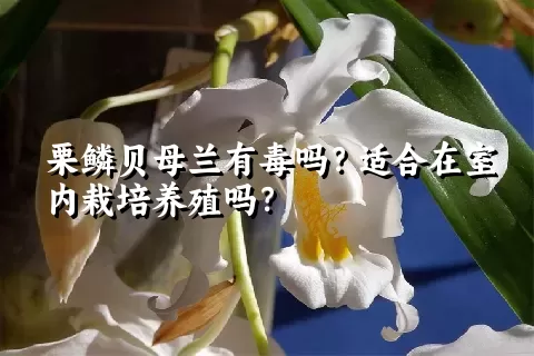 栗鳞贝母兰有毒吗？适合在室内栽培养殖吗？