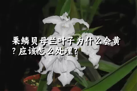 栗鳞贝母兰叶子为什么会黄？应该怎么处理？