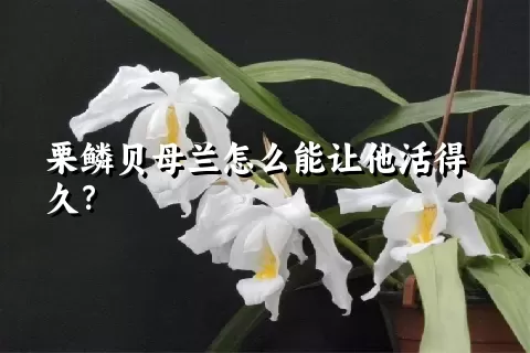 栗鳞贝母兰怎么能让他活得久？