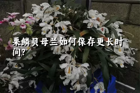 栗鳞贝母兰如何保存更长时间？