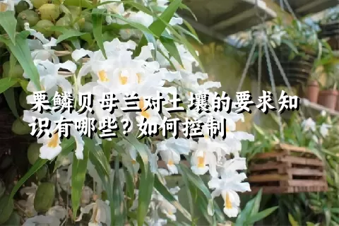 栗鳞贝母兰对土壤的要求知识有哪些？如何控制