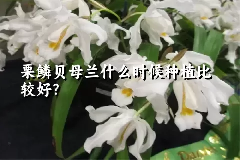 栗鳞贝母兰什么时候种植比较好？