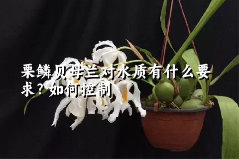 栗鳞贝母兰对水质有什么要求？如何控制