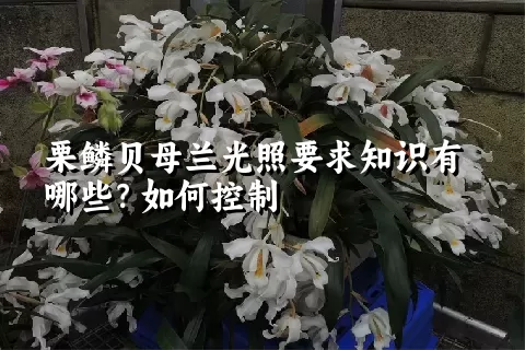 栗鳞贝母兰光照要求知识有哪些？如何控制
