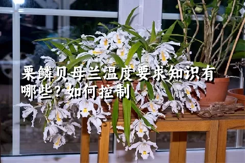 栗鳞贝母兰温度要求知识有哪些？如何控制