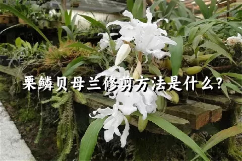 栗鳞贝母兰修剪方法是什么？