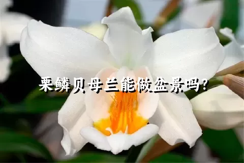 栗鳞贝母兰能做盆景吗？