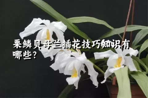 栗鳞贝母兰插花技巧知识有哪些？