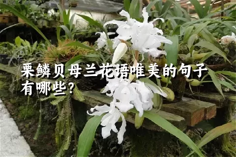 栗鳞贝母兰花语唯美的句子有哪些？