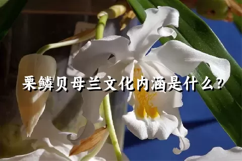 栗鳞贝母兰文化内涵是什么？