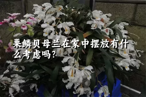 栗鳞贝母兰在家中摆放有什么考虑吗？