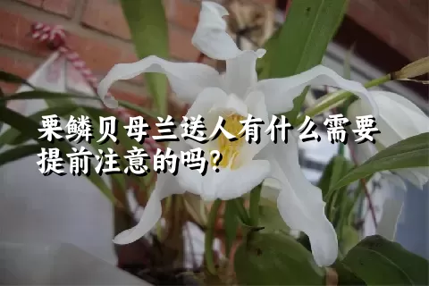 栗鳞贝母兰送人有什么需要提前注意的吗？