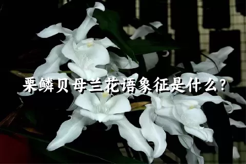栗鳞贝母兰花语象征是什么？