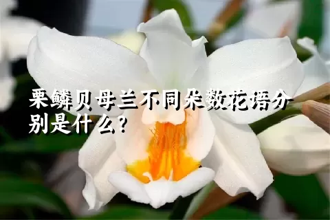 栗鳞贝母兰不同朵数花语分别是什么？