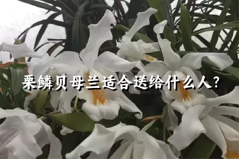 栗鳞贝母兰适合送给什么人？