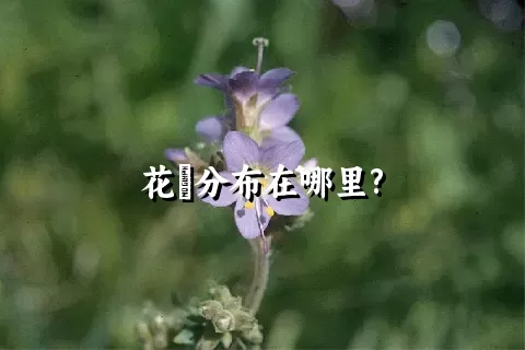 花荵分布在哪里?