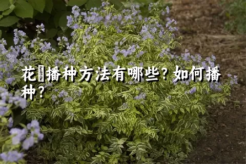 花荵播种方法有哪些？如何播种？