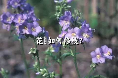 花荵如何修枝？