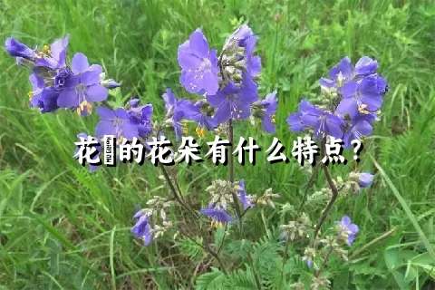 花荵的花朵有什么特点？