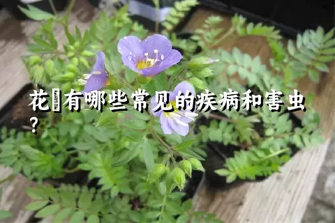 花荵有哪些常见的疾病和害虫？