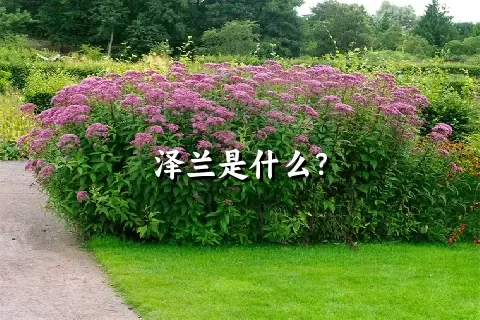 泽兰是什么？