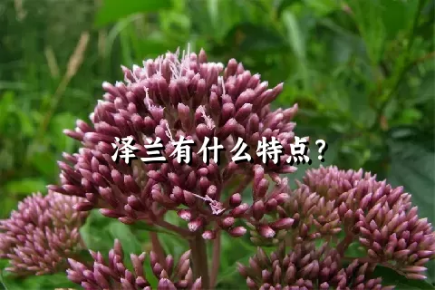 泽兰有什么特点？
