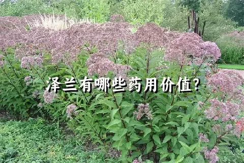 泽兰有哪些药用价值？