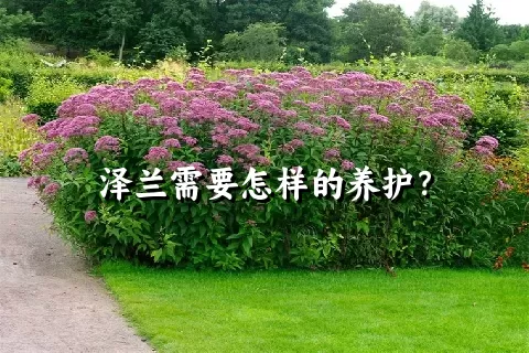 泽兰需要怎样的养护？