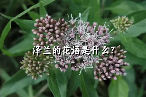 泽兰的花语是什么？