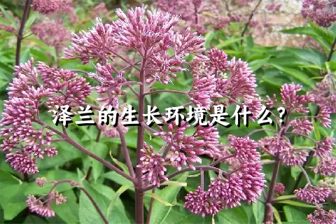 泽兰的生长环境是什么？