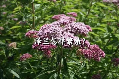 泽兰怎样繁殖？