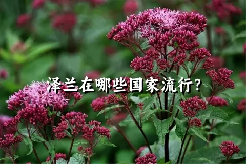 泽兰在哪些国家流行？
