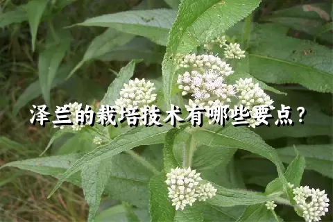 泽兰的栽培技术有哪些要点？