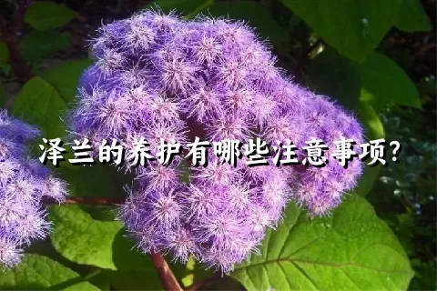 泽兰的养护有哪些注意事项？