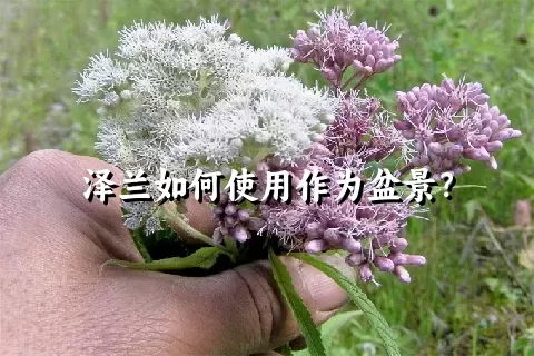 泽兰如何使用作为盆景？