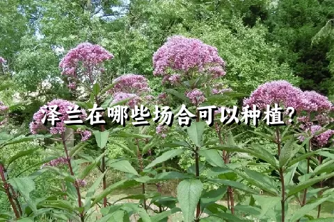 泽兰在哪些场合可以种植？