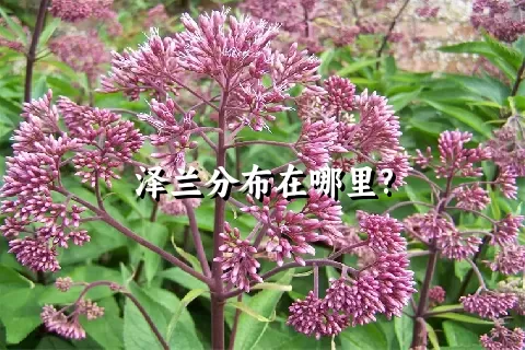 泽兰分布在哪里?