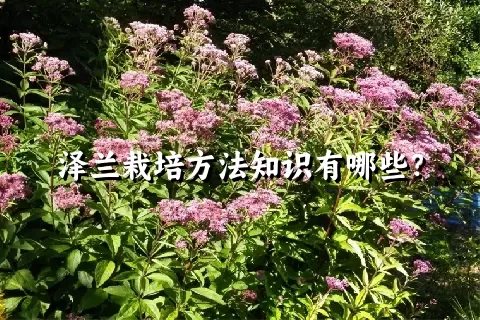 泽兰栽培方法知识有哪些？