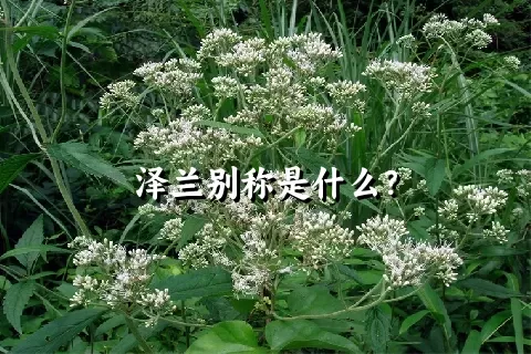 泽兰别称是什么？