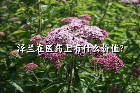 泽兰在医药上有什么价值？