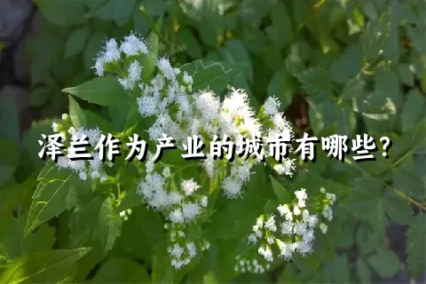 泽兰作为产业的城市有哪些？