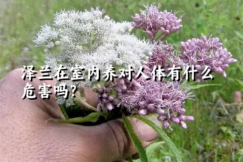 泽兰在室内养对人体有什么危害吗？