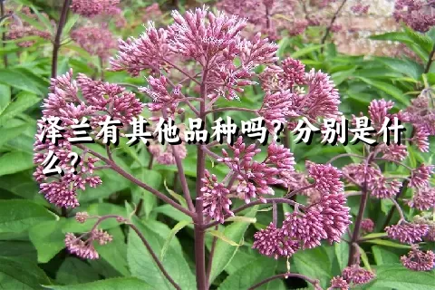 泽兰有其他品种吗？分别是什么？