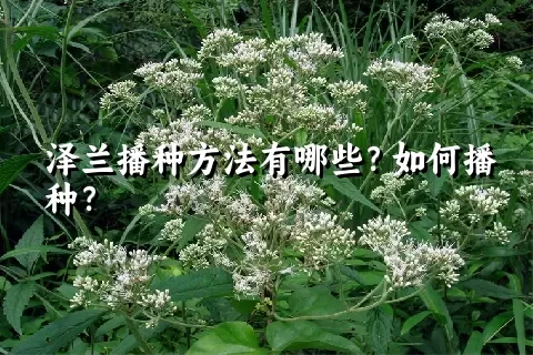 泽兰播种方法有哪些？如何播种？
