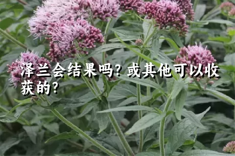 泽兰会结果吗？或其他可以收获的？