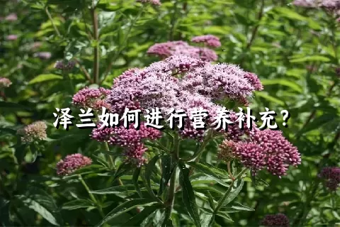 泽兰如何进行营养补充？